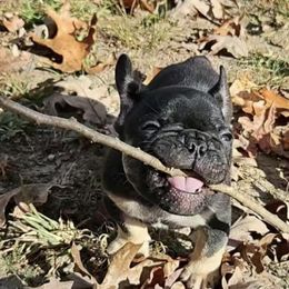 French Bulldogs from Keehln Baity