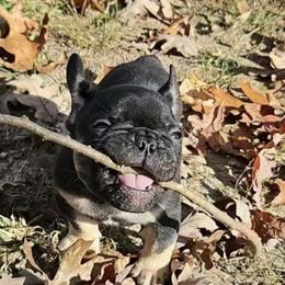 French Bulldogs from Keehln Baity