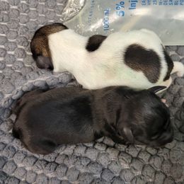 Miniature Schnauzers from Appaloosa Farm