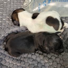 Miniature Schnauzers from Appaloosa Farm