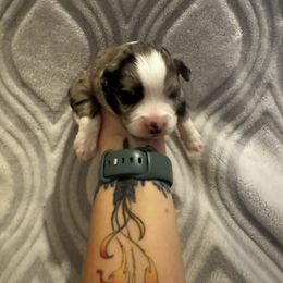 Miniature Australian Shepherd and Toy Australian Shepherd Puppies from Cherry Grove Kennel