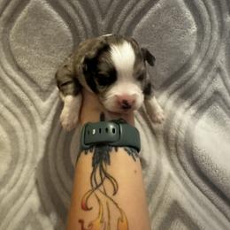 Miniature Australian Shepherd and Toy Australian Shepherd Puppies from Cherry Grove Kennel