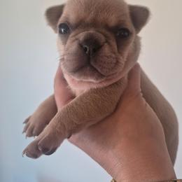 Sally - Fawn and white female French Bulldog puppy in Salina, Kansas from Peace Love frenchies