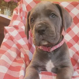Great Danes from Swanger Danes