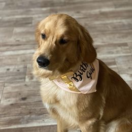 Molly - Golden Retriever