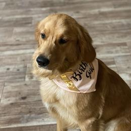 Molly - Golden Retriever