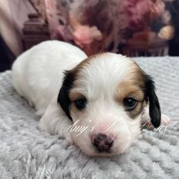Storm AKC - Piebald female Dachshund puppy in Jena, Louisiana from Amy’s Mini Doxies
