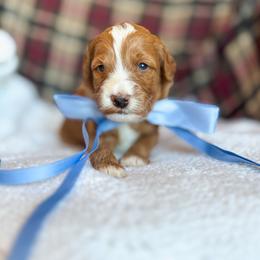 Broadway - Red  male Goldendoodle puppy in New Harmony, Indiana from Cottonwood Farms