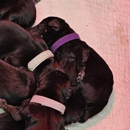 Purple Collar - Female - Black female Labrador Retriever puppy in Boyd, Minnesota from Lindley Labradors