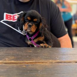Luna - Trained Puppy - Black and tan female Cavalier King Charles Spaniel puppy in Somerset, California from Cantina Labs and Cavs