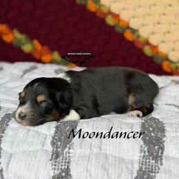 Moondancer - Black tri female Miniature Australian Shepherd puppy in Cody, Wyoming from Quartz Creek Aussies