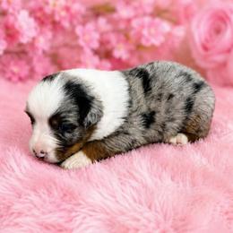 Tequila - Blue merle female Australian Shepherd puppy in Howardsville, Virginia from Spectacular Aussies and Cavaliers