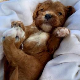 Pippin - Red male Cavapoo puppy in El Dorado Springs, Missouri from Cavish's Missouri Cavaliers, Cavapoos, and Miniature Poodles