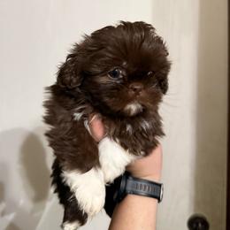 Girl - Liver and white female Shih Tzu puppy in Seguin, Texas from Dolled Up Shih Tzus