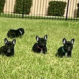 French Bulldog Puppies from Diamond Shores French Bulldogs