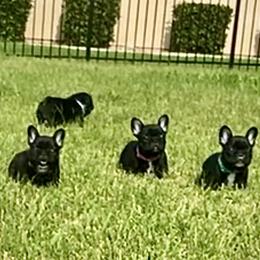 French Bulldog Puppies from Diamond Shores French Bulldogs