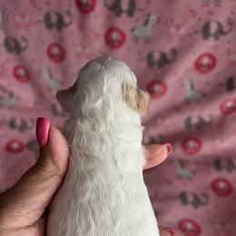 Saturn apricot and white parti - Parti female Poodle puppy in Winter Haven, Florida from Herdez’s Poodles