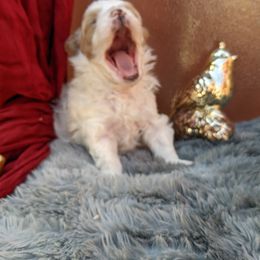 Maltese, Maltipoo, and Poodle Puppies from MountCarmelPuppies