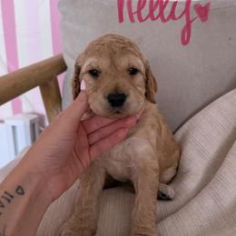 Goldendoodle Puppies from Felicia Ferkin