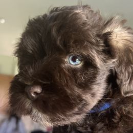 Miniature Schnauzers from South Florida Miniature Schnauzers