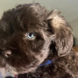 Miniature Schnauzers from South Florida Miniature Schnauzers