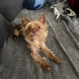 Dachshund and Yorkshire Terrier All Grown Up from Suzane Bojorquez