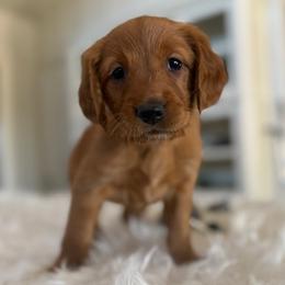 Ms. White - Dark golden female Golden Retriever puppy in Lake George, Colorado from Floyd Ranch Field Goldens