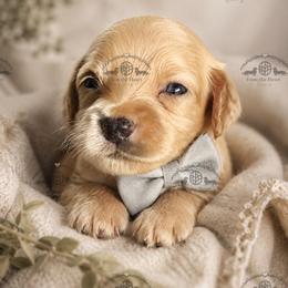 Mr. Black-2600 - Dapple male Dachshund puppy in Ocala/Gainesville, Florida from From the Heart Doxies