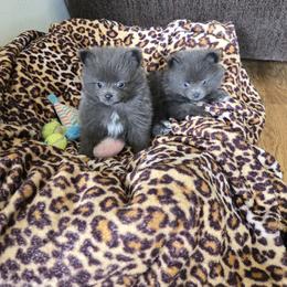 Pomeranian Puppies from Mary's Pomeranians
