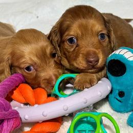 Dachshund Puppies from Redland Dachshund Grove