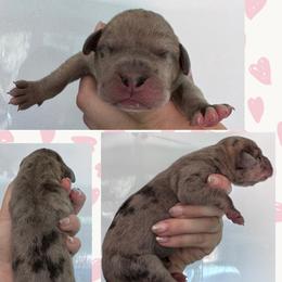 Brandy - Brindle female Great Dane puppy in Wellsville, New York from Prophecy Danes