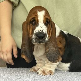 Maple Street Tate - Black brown and white male Basset Hound puppy in Red Bay, Alabama from Maple Street Bassets
