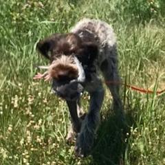 German Wirehaired Pointer All Grown Up from Osborne’s Wirehairs