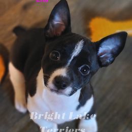 Lita - White and black Teddy Roosevelt Terrier puppy in Milaca, Minnesota from Bright Lake Terriers