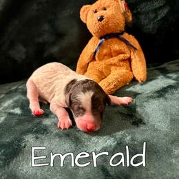 Emerald - Brown and white male Aussiedoodle puppy in Gresham, Oregon from Daisys Doodles