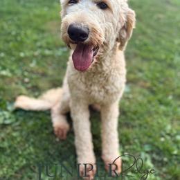 Sparkler - Goldendoodle