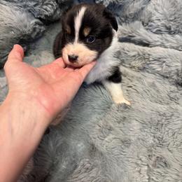 Australian Shepherd Puppies from Bullet & Whiskey’s Pups