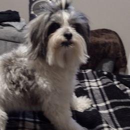 Shih Tzus and Yorkshire Terriers from Vaquitas