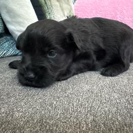 Female 2 - Black female Miniature Schnauzer puppy in Pearland, Texas from K & S Schnauzers