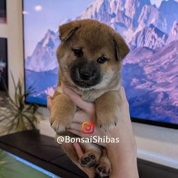 KUMA - Red male Shiba Inu puppy in Minnesota from BonsaiShibas