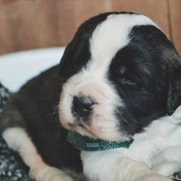 Saint Bernard Puppies from Atkinson Saint Bernards