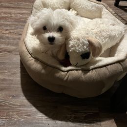 Maltese Puppies from TCBs Glowing Maltese