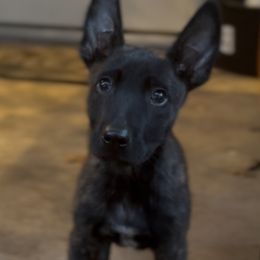 Male high drive active lifestyle performance pup - Brindle male Belgian Malinois puppy in Dallas, Texas from OreVis Malinois