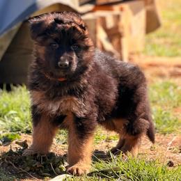 Jameson - Black and red male German Shepherd puppy in Lexington, Virginia from Stahlhaus ( Previously Buffelbach Farmstead Shepherds)