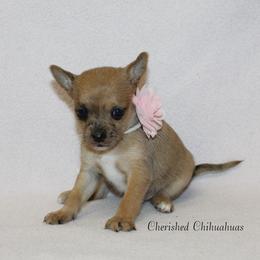 Coral - Merle female Chihuahua puppy in Willamina, Oregon from Cherished Chihuahuas