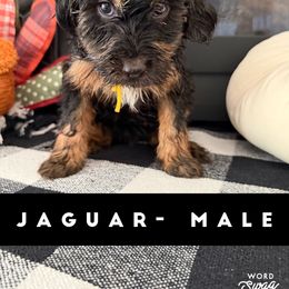 Boy 1 - male Bernedoodle puppy in Apple Valley, California from Doodle Dealers