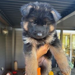 Arya (Girl 5) - Black and red female German Shepherd puppy in Snohomish, Washington from Wataha Shepherds