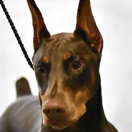 Doberman Pinschers from Excel Dobermans