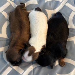 Mal-Shi puppies from JAB
