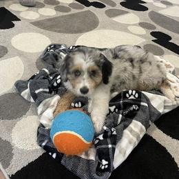 Aussiedoodle and Australian Shepherd Puppies from Junipersdoodles